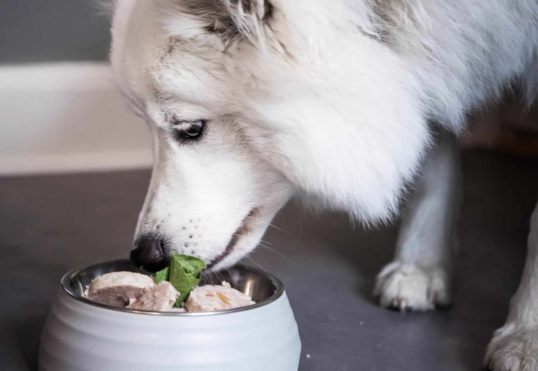 Angebote Hunde Moden Store -Angebote Hunde Moden Store vaadfoder til hunde maet pets